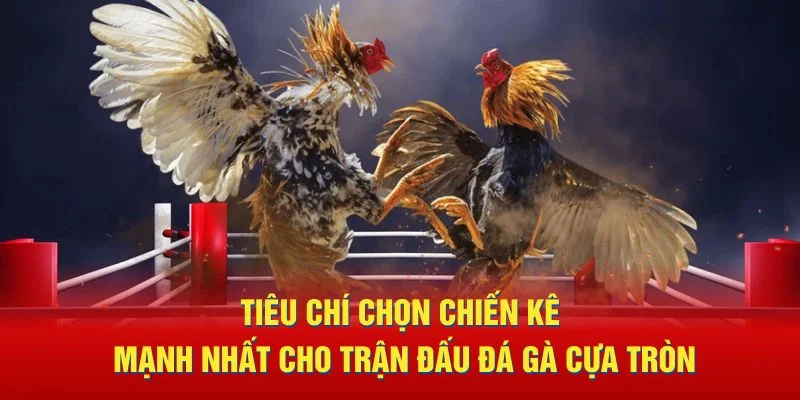 Chiến thuật đặt cược hiệu quả trong đá gà online KUBET