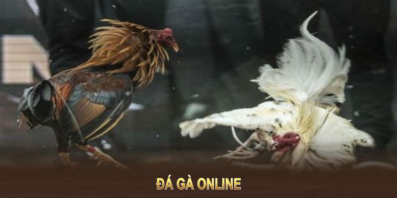 Đá Gà Online Uy Tín: Trực Tiếp, Thomo, Cá Cược - KUBET